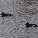 White-winged Scoters on the Kalamazoo River by annepann
