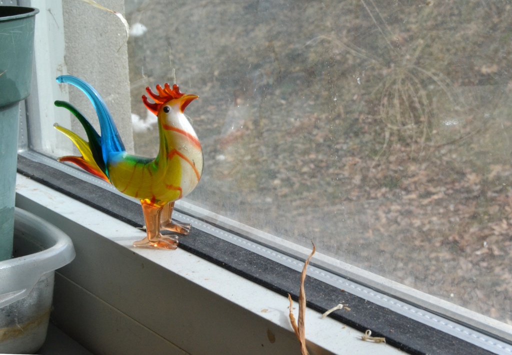 roosterinwindow by francoise