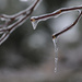 Ice Storm by lstasel