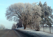 12th Feb 2014 - Winter Trees