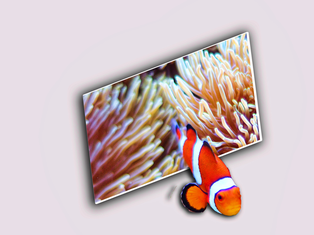 Nemo Escapes! by joysfocus
