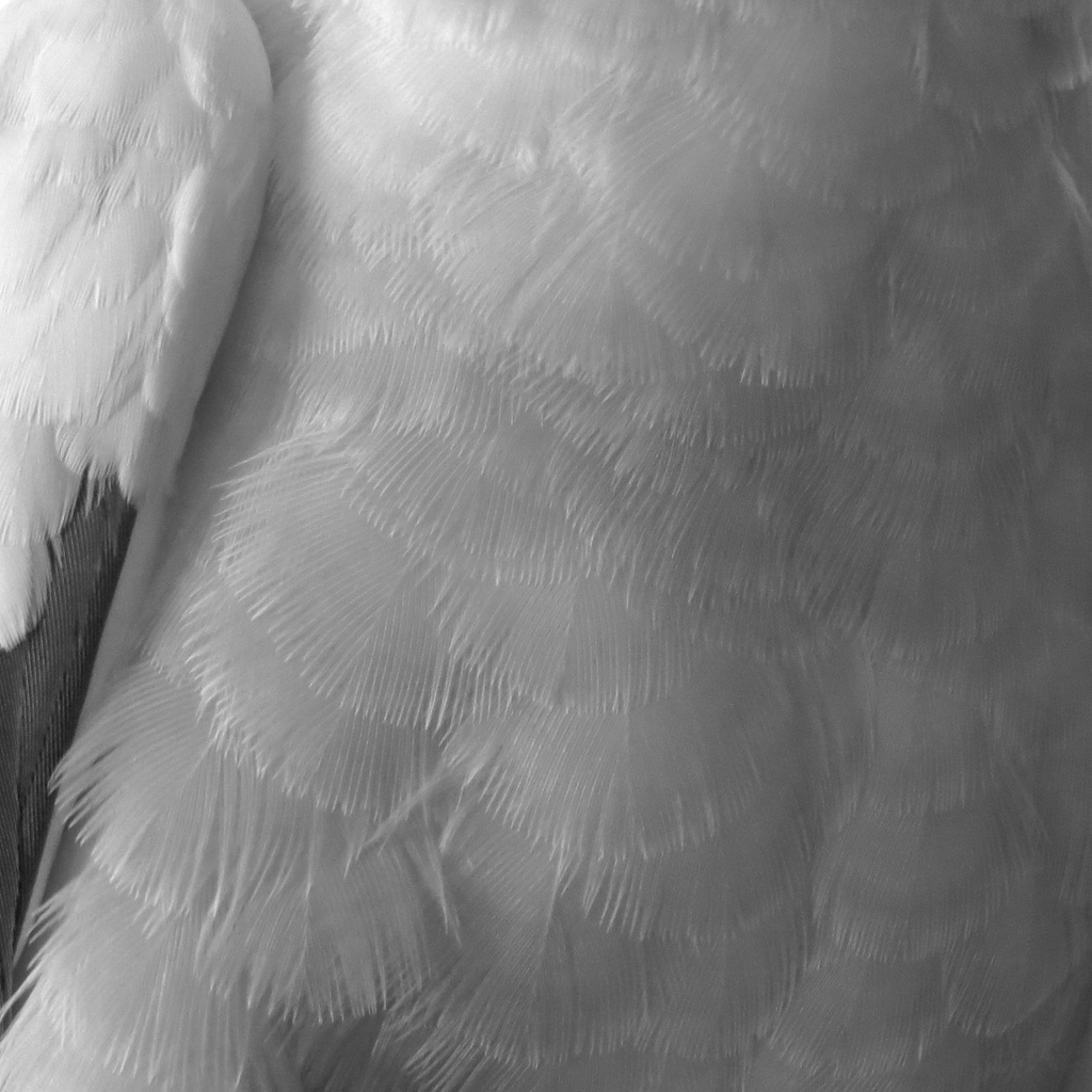 Tummy feathers by alia_801