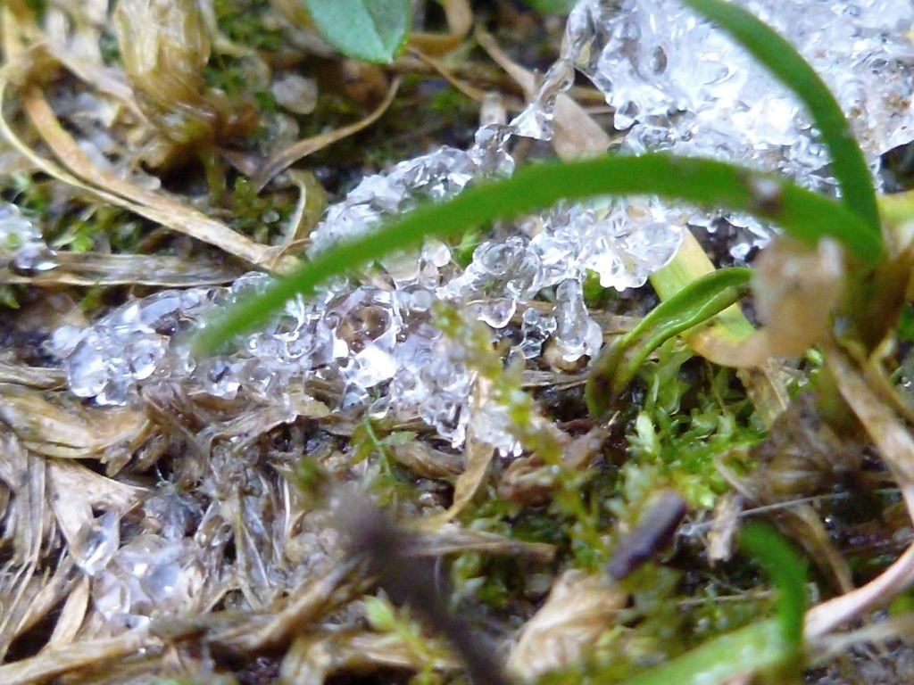 Ice in the grass by gabis