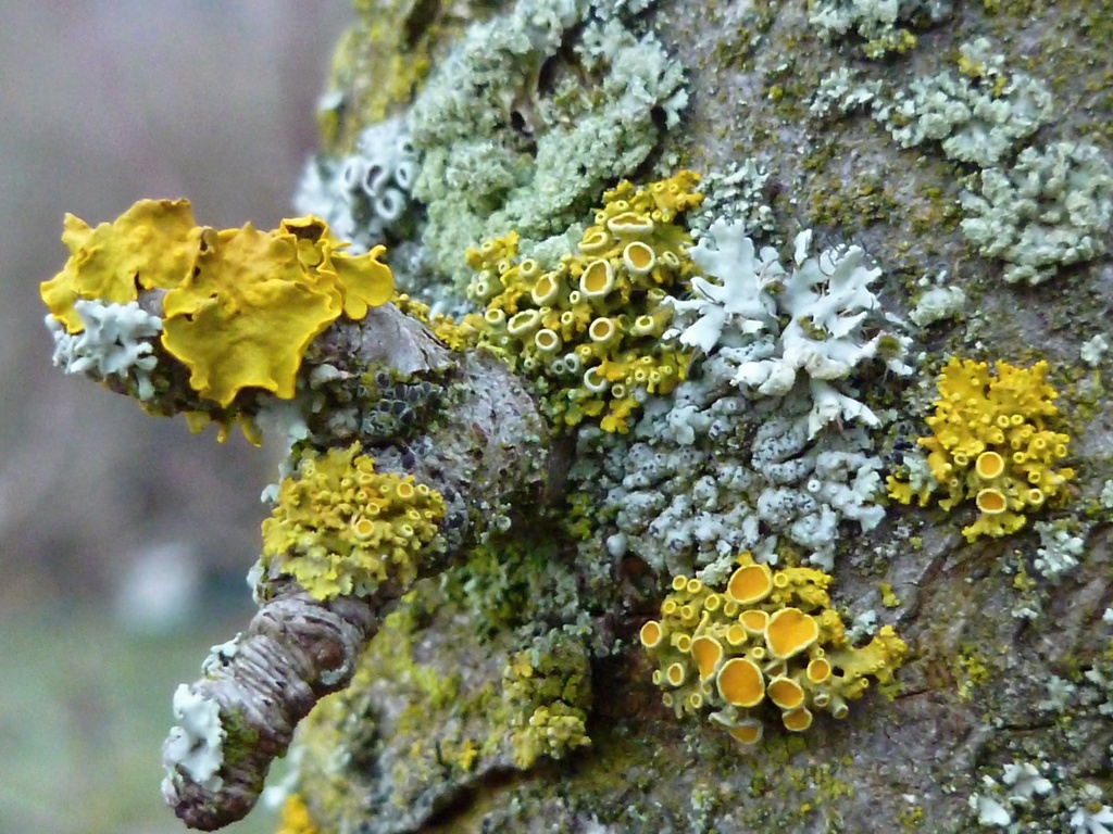 Lichen by gabis