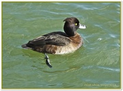 13th Feb 2014 - Tufted Duck(female)