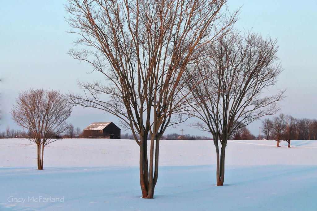 Shades of Winter by cindymc