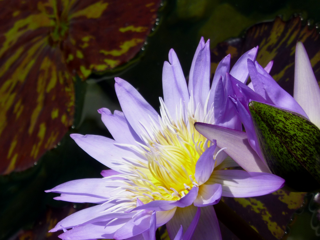 Purple Water Lily by denisedaly