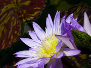 13th Feb 2014 - Purple Water Lily