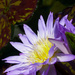 Purple Water Lily by denisedaly