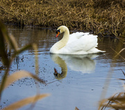 13th Feb 2014 - Swan pond