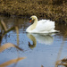 Swan pond by shepherdman