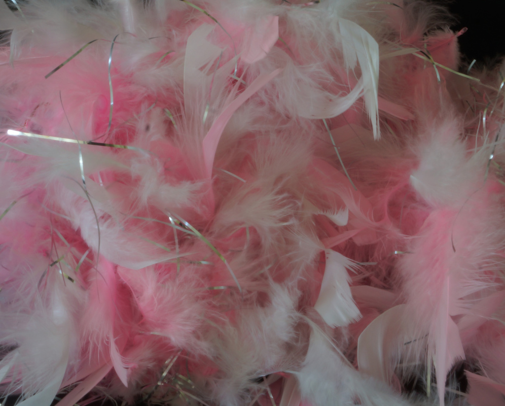 Feather Boa by pcoulson