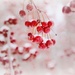 Wintertime Berries by lynnz