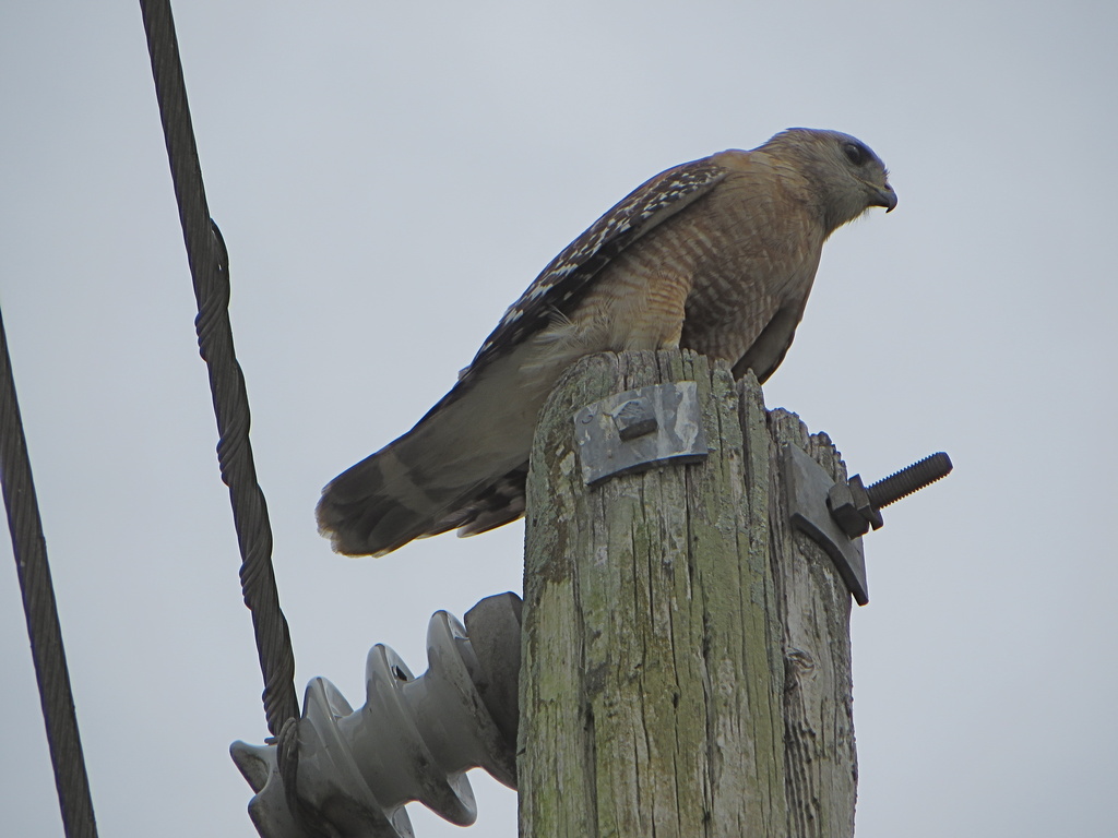 Red Shouldered Hawk by rob257