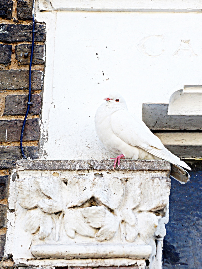 White pigeon by boxplayer