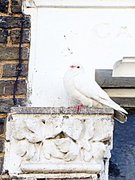 13th Feb 2014 - White pigeon
