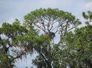 7th Feb 2014 - A "proper" eagle nest!