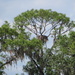 A "proper" eagle nest! by rob257