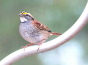 12th Feb 2014 - White Throated Sparrow