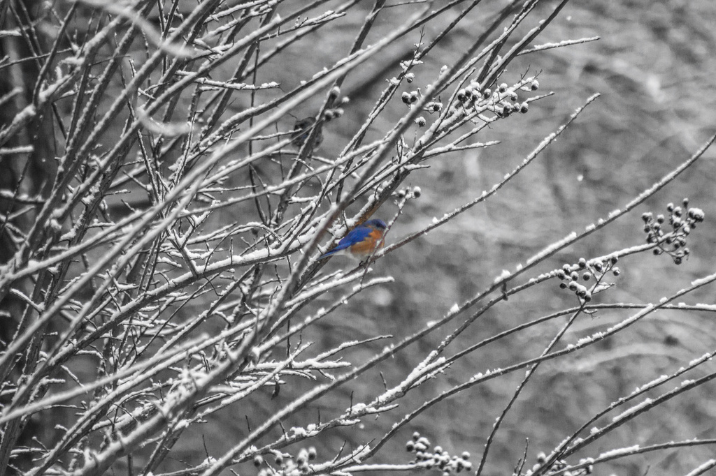 Bluebird - Selective Color by darylo