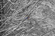 13th Feb 2014 - Bluebird - Selective Color