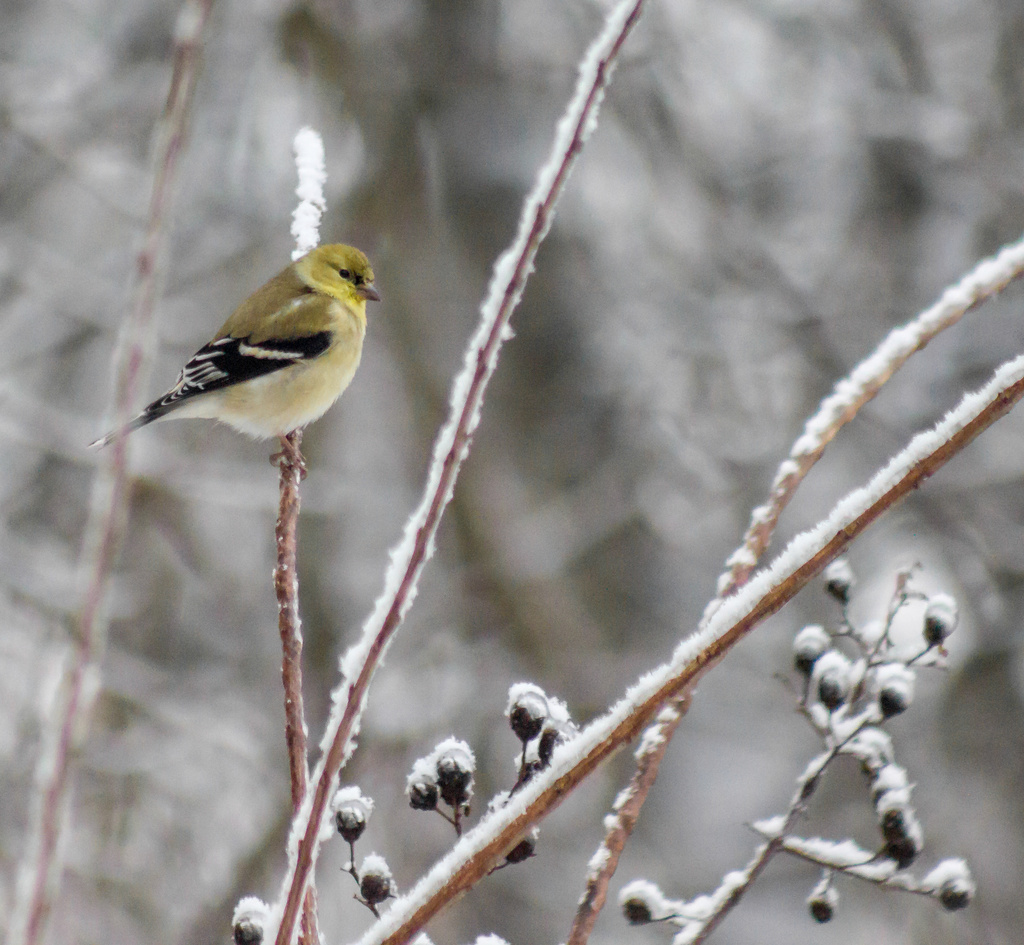 American Goldfinch in the Snow by darylo