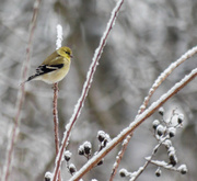 13th Feb 2014 - American Goldfinch in the Snow