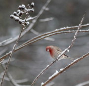 14th Feb 2014 - Housefinch Checking Me Checking Him Out