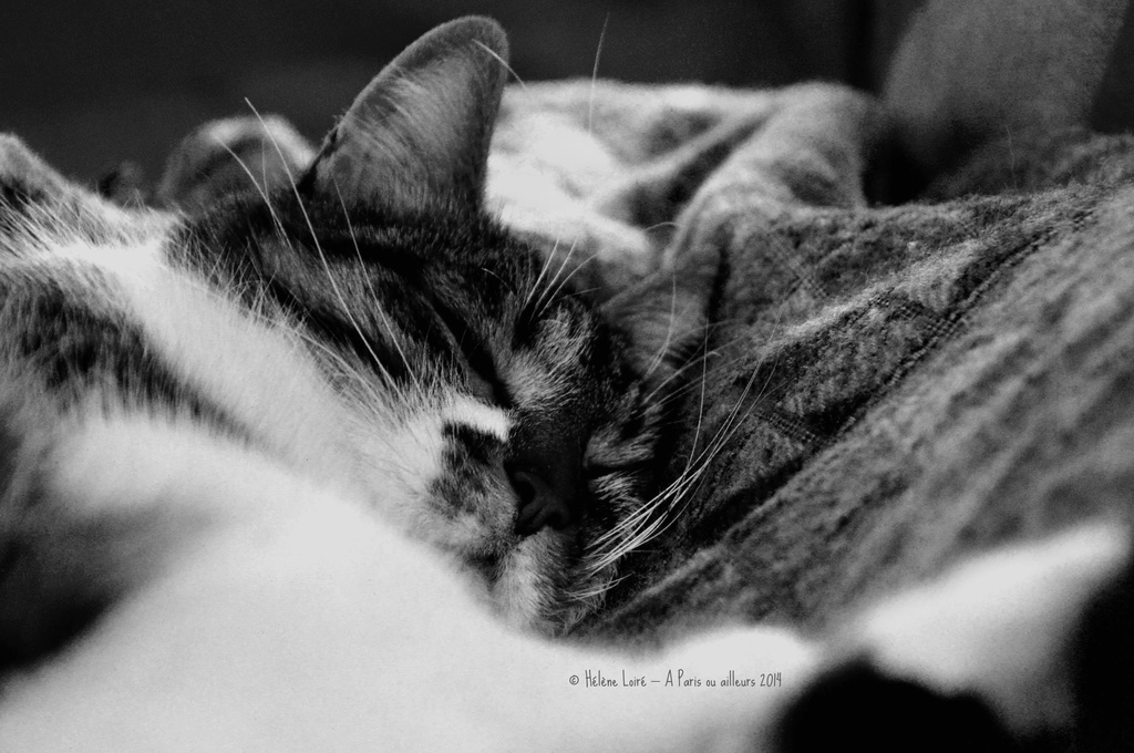 Napping on my lap by parisouailleurs