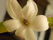 12th Feb 2014 - Hyacinths