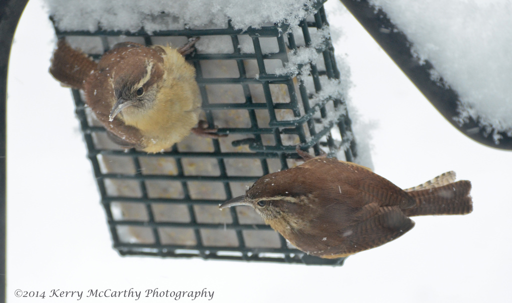Cooperating Wrens by mccarth1