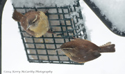 13th Feb 2014 - Cooperating Wrens