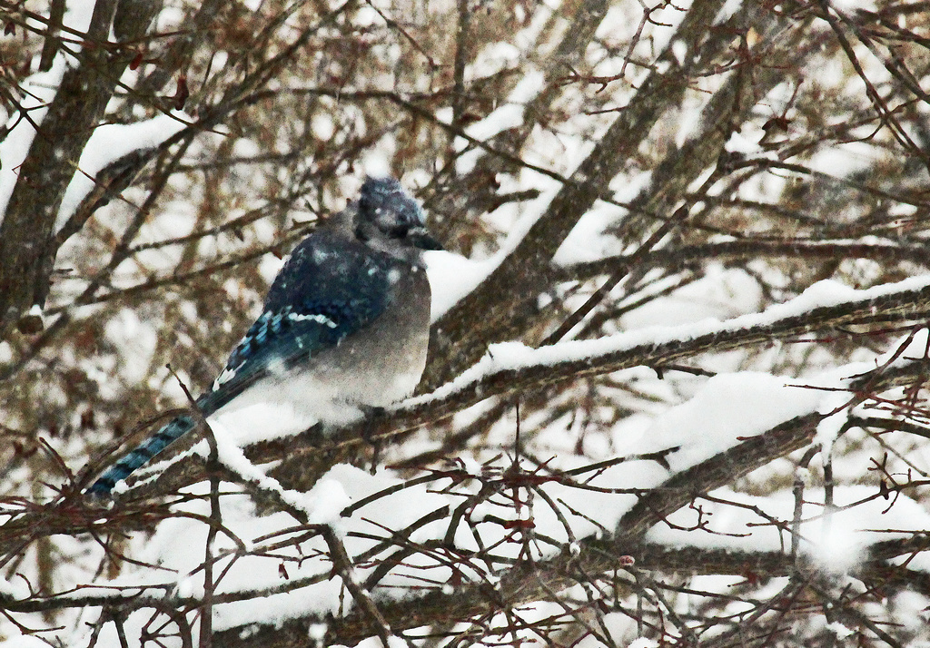 Blue Jay in a Blizzard by mzzhope