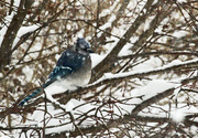13th Feb 2014 - Blue Jay in a Blizzard