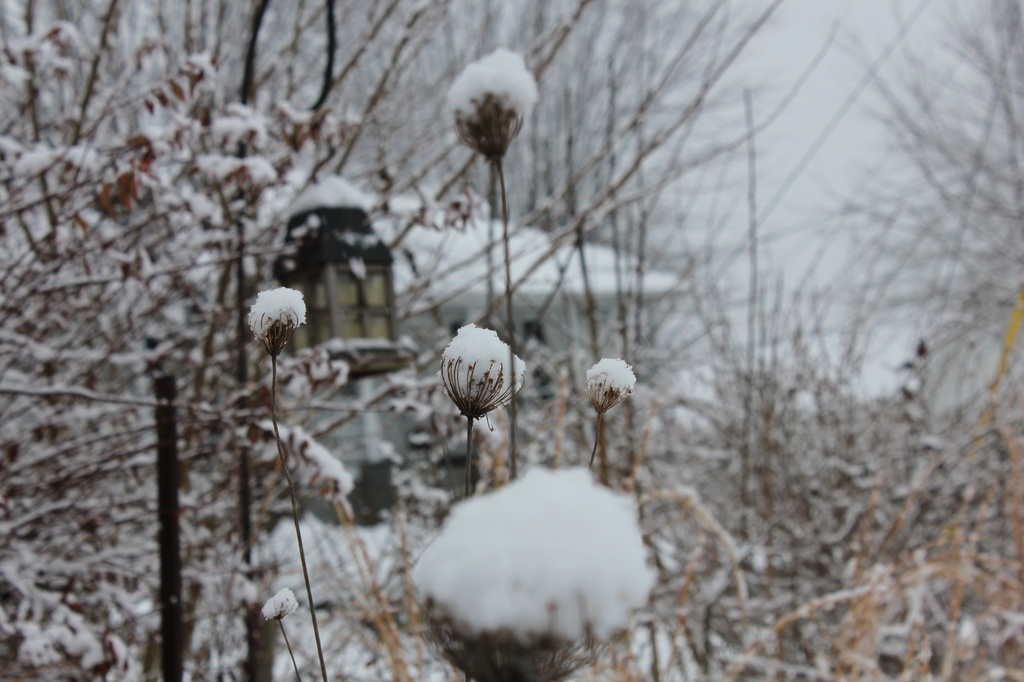 Snow flowers by randystreat