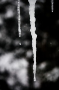 13th Feb 2014 - Day 44:  Icicles