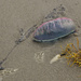 'Man O War' Jelly fish by stcyr1up