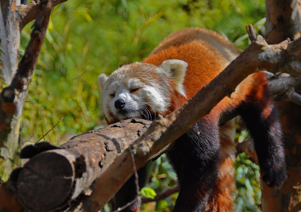 Napping Red Panda by joysfocus