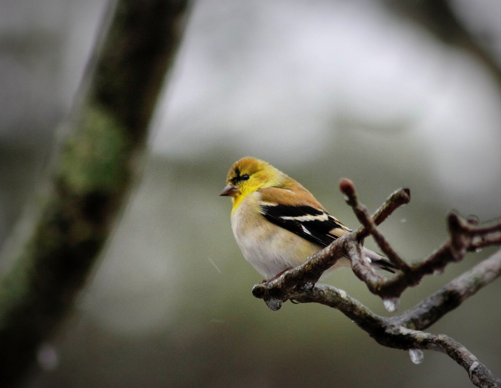 American Goldfinch by tara11