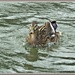 Duck In A Hurry by carolmw