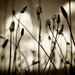 Grasses by spanner