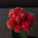 Red cactus by gosia