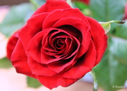 14th Feb 2014 - One Perfect Rose - part two