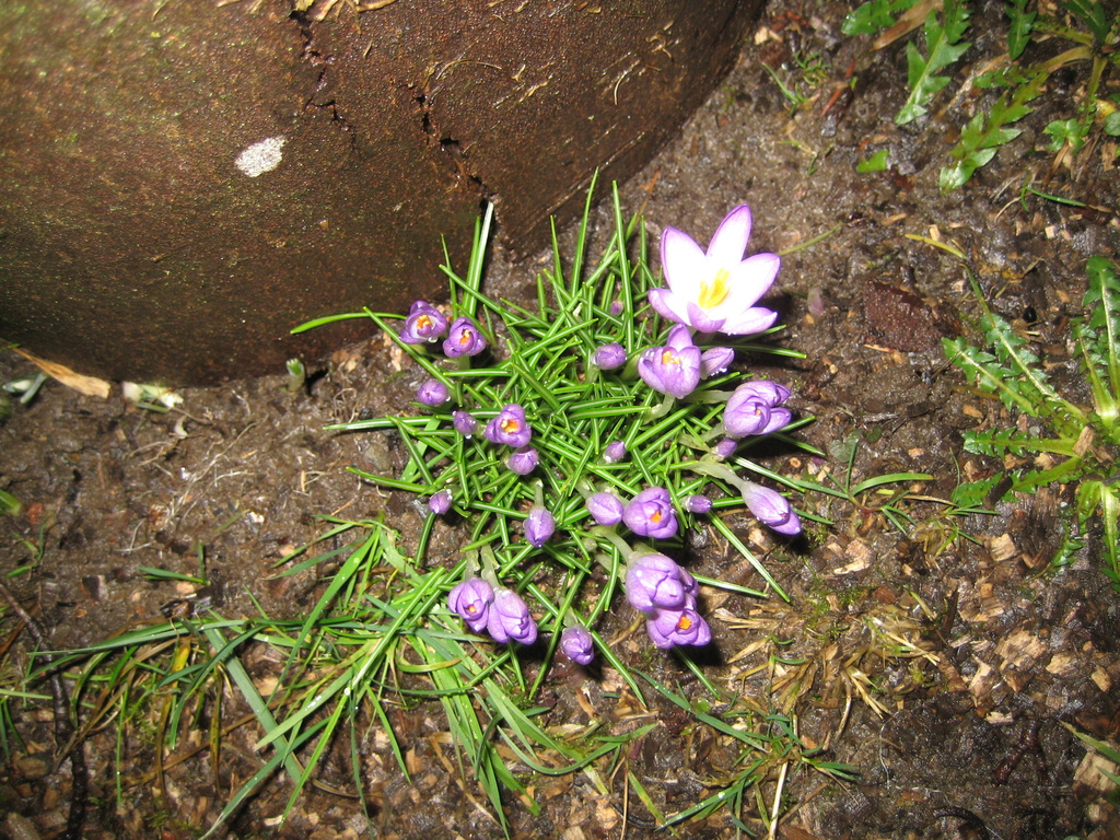 The First Crocus by susiemc