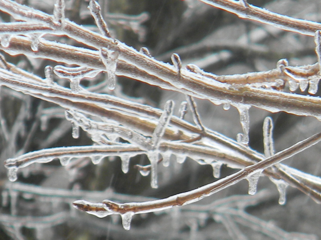 Ice on Branches Closeup 2-13 by sfeldphotos