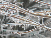13th Feb 2014 - Ice on Branches Closeup 2-13