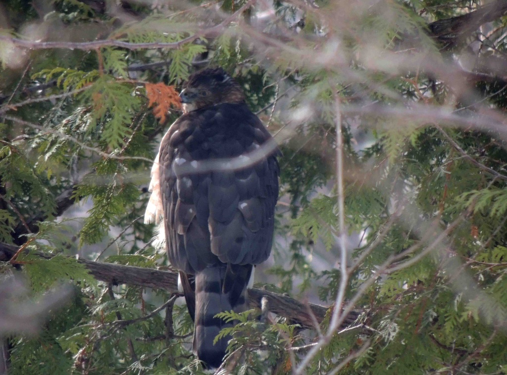 Coopers Hawk by sunnygreenwood