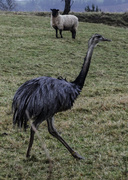 14th Feb 2014 - Emu and sheep - 14-02