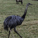 Emu and sheep - 14-02 by barrowlane