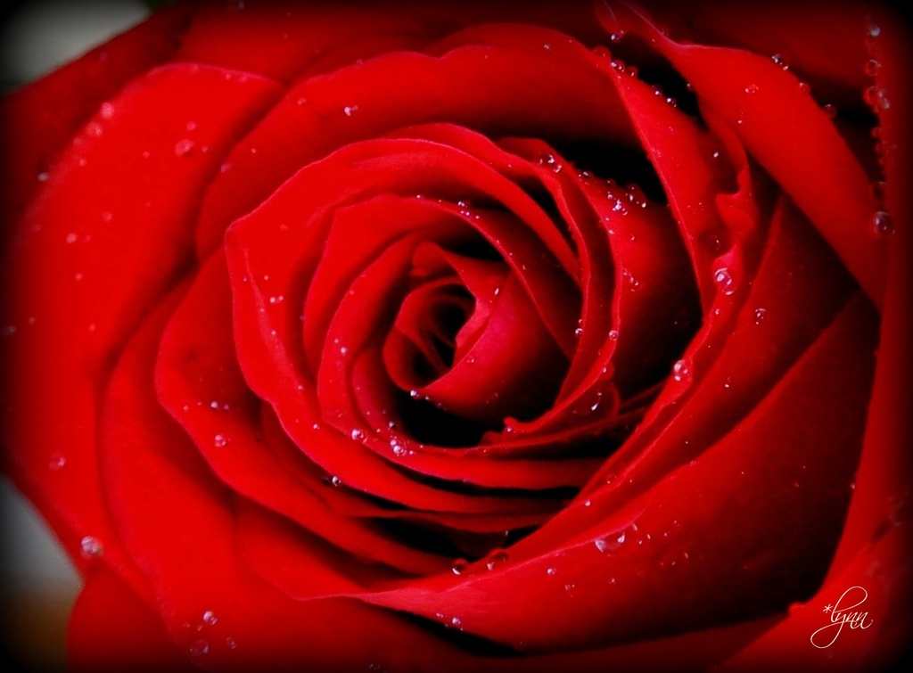 Birthday Rose by lynnz